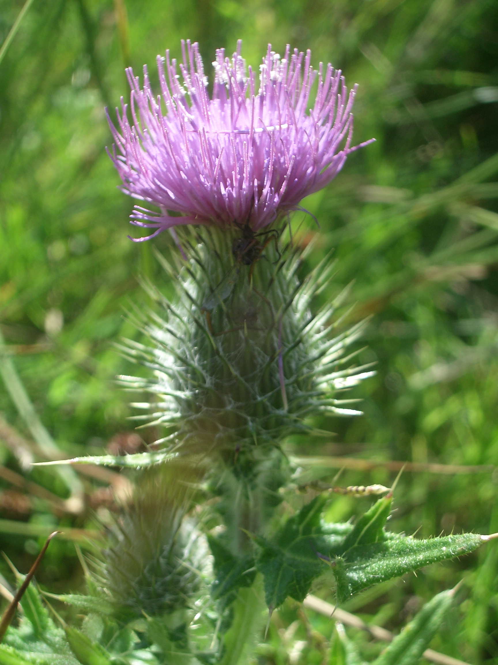 Scottish thistle 3