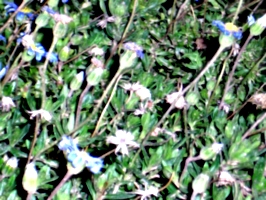 [picture: blurry flowers]