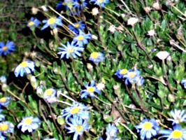 [picture: blurry flowers]