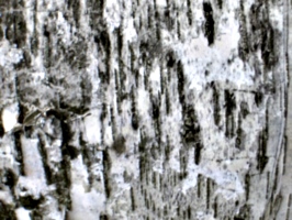 [picture: Birch tree-trunk 2]