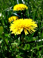 [picture: Dandelion 3]