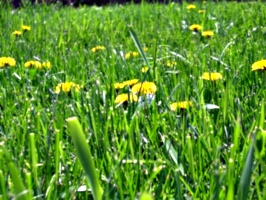 [picture: Dandelion Grass]