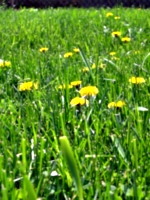 [picture: Dandelion Grass 2]