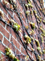 [picture: Creeper on brick wall]