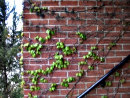 [picture: Creeper on brick wall 3]