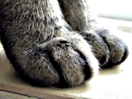 [picture: Cosmos' paws]