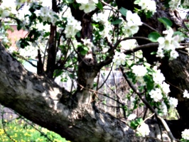 [picture: Apple Tree Branch]