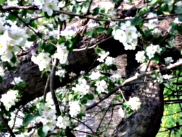 [picture: Apple Tree Branch 2]