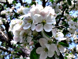 [picture: Apple Blossom Closeup 2]