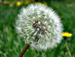 [picture: Dandelion Seed]