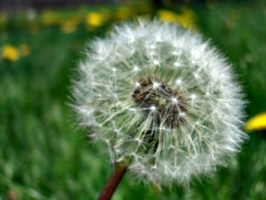 [picture: Dandelion Seed 2]