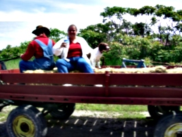 [picture: Farm Wagon]