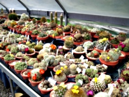 [picture: Cactus Farm]