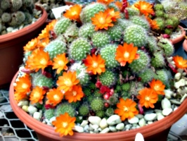 [picture: Flowering Cacti]