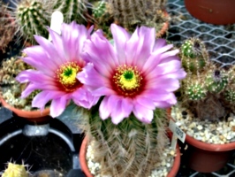 [picture: Purple Flowering Cactus]