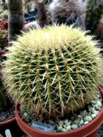 [picture: Round Cactus]