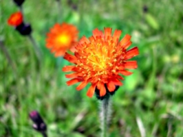 [picture: Orange flower]