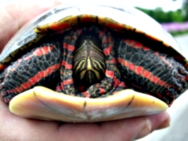 [picture: Turtle]