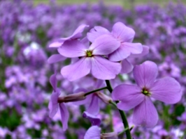 [picture: Purple flowers]