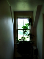 [picture: Window with plant]