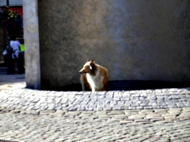 [picture: Fountain with Dog 2]