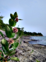 [picture: Beach with Wild Flower]