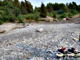 [picture: Beach with bird, shoes and sock]