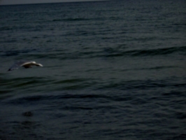 [picture: Bird flying over water]