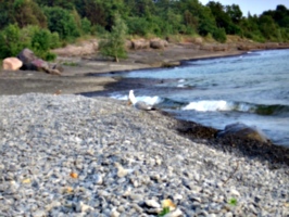 [picture: Bird on the beach]