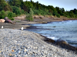 [picture: Bird on the beach 2]