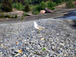 [picture: Bird on the beach 4]