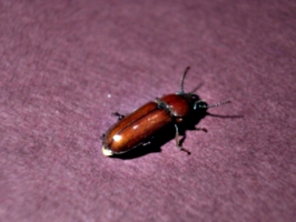 [picture: Bug 8]