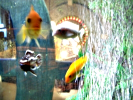 [picture: Fish, precious! 2]