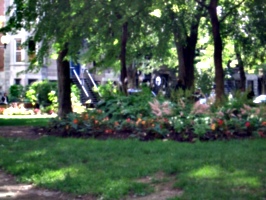 [picture: Flowers in the park]