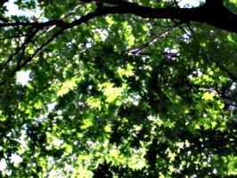 [picture: Looking up through the leaves]