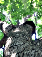 [picture: Tree trunk looking up]