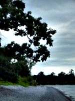 [picture: Tree by beach]