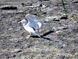 [picture: Bird with bread in its beak]