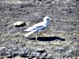 [picture: Closer Gull]