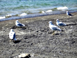 [picture: Seagull Party]