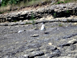 [picture: Gull facing the camera]