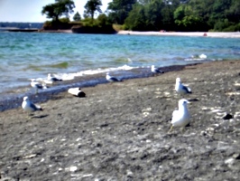 [picture: Seagull Party 3]