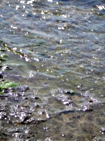 [picture: Water on rocky shore]