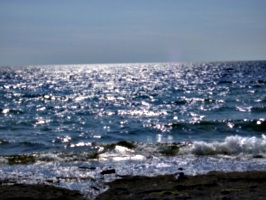 [picture: Gull on the beach]