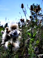 [picture: Milkweed and Teazles]