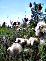 [picture: Milkweed and Teazles 2]