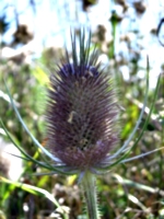 [picture: Teazle]