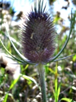 [picture: Teazle 2]