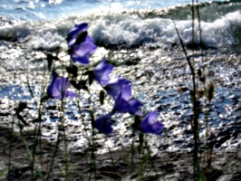 [picture: Purple flowers 3]