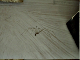 [picture: Spider]